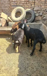 بره ماده های قزل افشاری