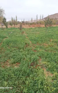 علف زنی با دستگاه دو چرخ فوری