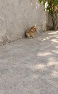 خرگوش لوپ ماده