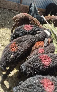 بره علف خور