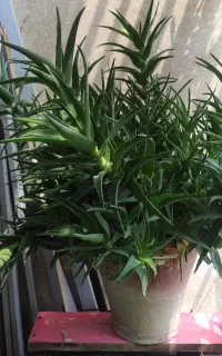 گل شاخ گوزنی به فروش می‌رسد
