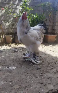 تخم مرغ برهما