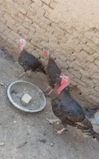 بوقلمون
