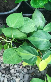 حراج گل های آپارتمانی و باغچه ای