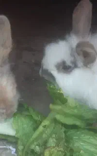 خرگوش