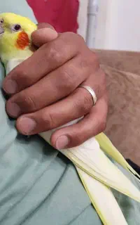 چیکو ما در محدوده خیابان رودباری گم شده
