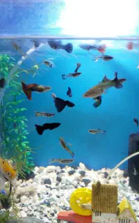 ماهی در انواع مختلف