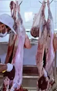 گوسفند ،بره ،میش و شیشک