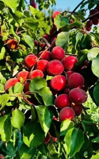 انواع نهال‌های ممتاز و اعلا