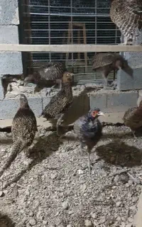 مرغ وخروس آمریکای وپاکستانی