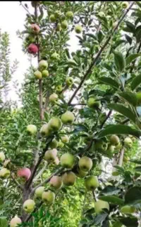سرکارگر اقای بابایی
