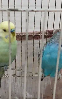 مرغ عشق