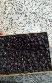 خرما تازه امسالی