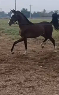 مادیون یکساله خالص ایرانی