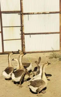 پنج‌عدد‌‌قو‌غاز‌وسه‌عدد‌غاز