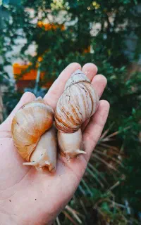 حلزون البینو