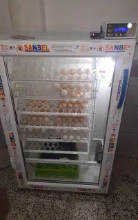 جوجه کشی شراکتی