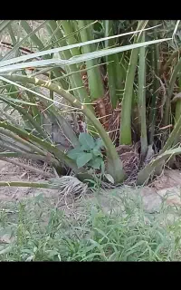 بچ نخل