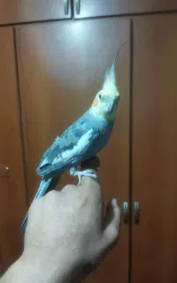 عروس هلندی