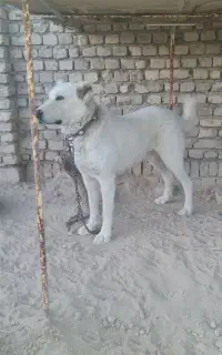 سگ نگهبان