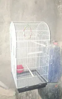 قفس