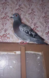 مگس نر جوانه