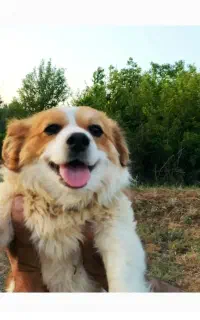سگ گمشده
