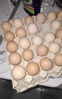 تخم مرغ نطفه دارلاری