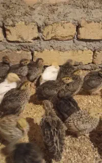 بلدرچین بالغ