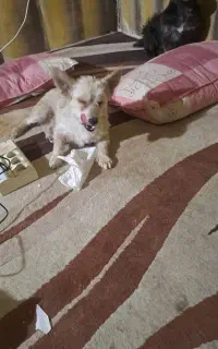 سگ نژاد اشپیز