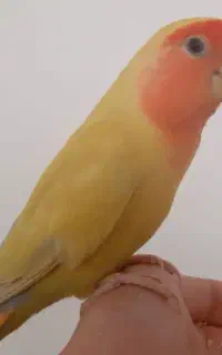 کوتوله برزیلی صورت هلویی