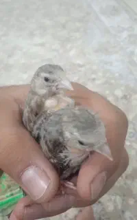 سهره قناری