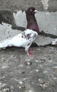 پرنده کبوتر سینه کله سیا سرخ