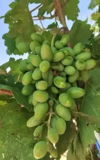 انگور زوران ترش