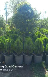 خدمات باغبانی گلکاری ارس‌کاری سمپاشی