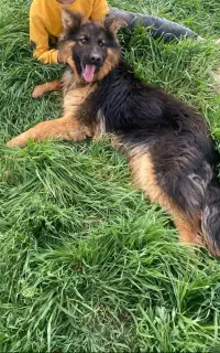 سگ ژرمن شپرد مو بلند