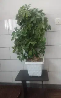 گل زیبا