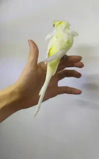 مرغ عشق پروانه ای رنگ خاص