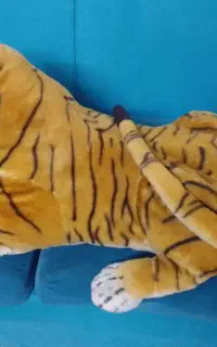 ببر