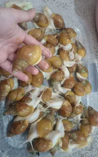 آلبینو 4 تا 8 سانت