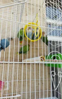 طوطی برزیلی