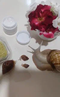 کرم  حلزون و خاویار