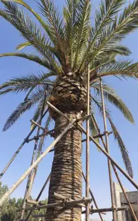 طراحی و اجرای فضای سبز باغبانی