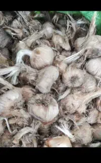 پیاز‌زعفران‌