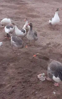 غاز