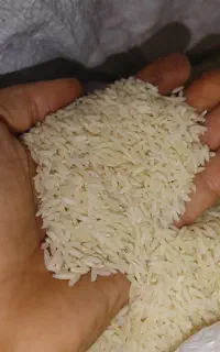 برنج هاشمی