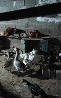 ۷تا غازنروماده