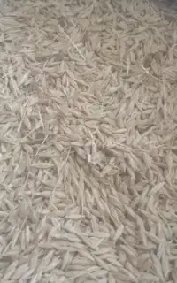 جو محلی درجه یک