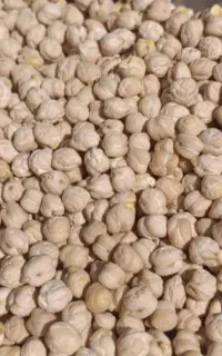 نخود دیم اردبیل    کیلویی 290 هزار تومان