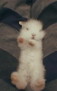خرگوش